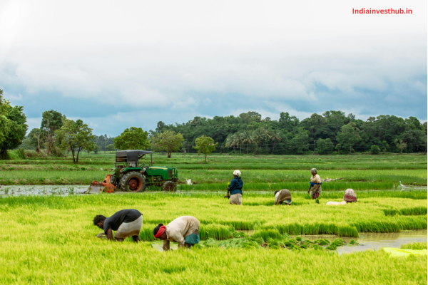 Agriculture Loan Approval: What Banks Really Look for in Applicants